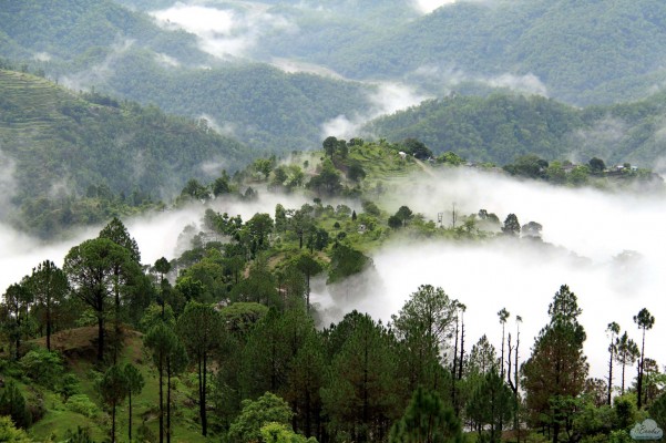 A serene landscape showcasing mist-covered mountains and lush trees in the foreground.
