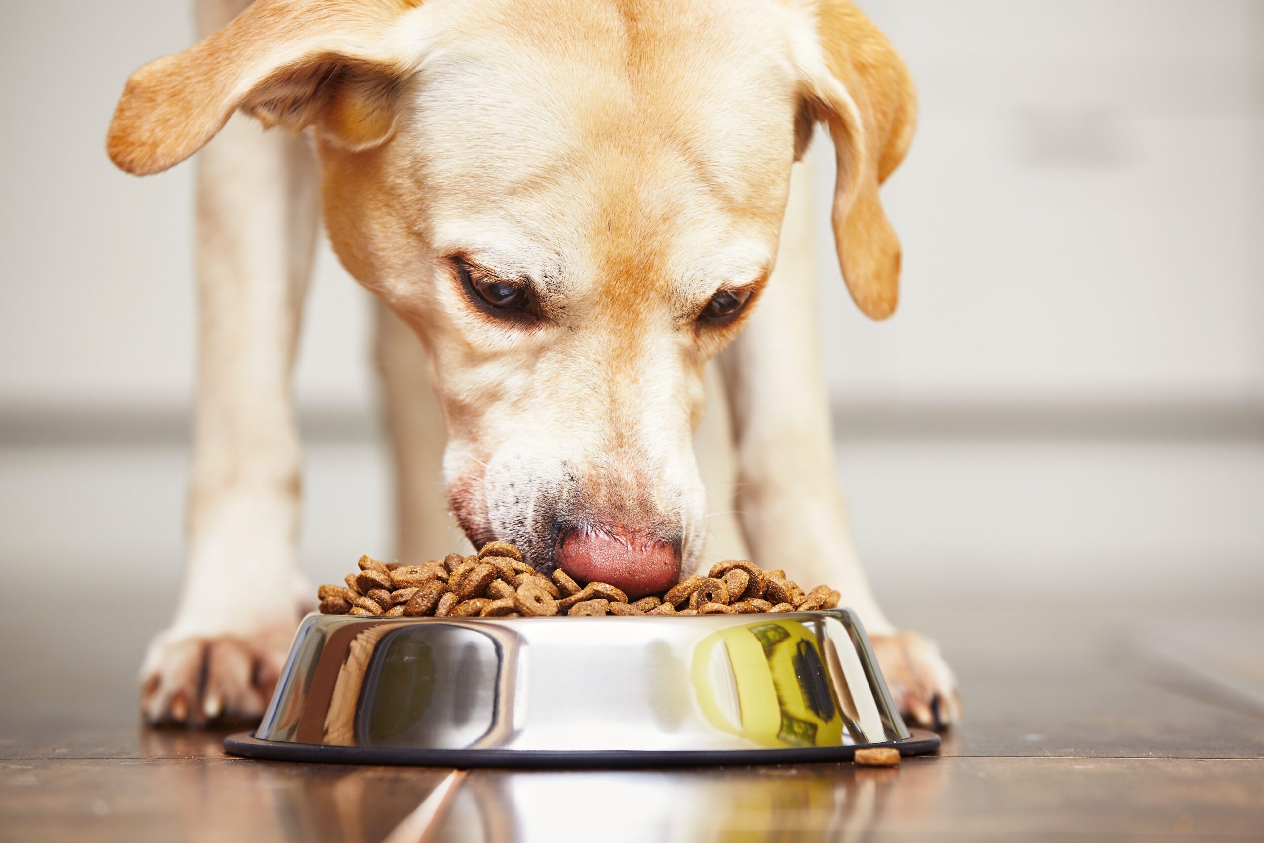 Why Fresh Human-Grade Dog Food is Better Than Kibble