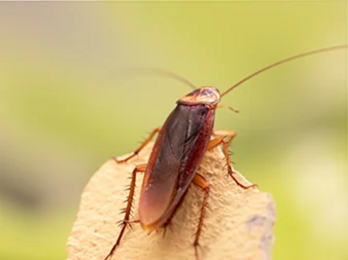 Cockroach Pest Control Services: A Comprehensive Guide by Urban Junggle