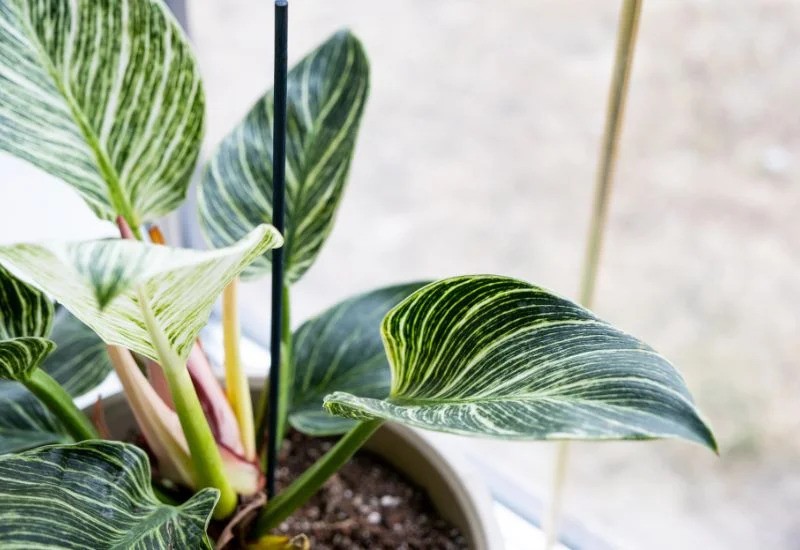 philodendron birkin