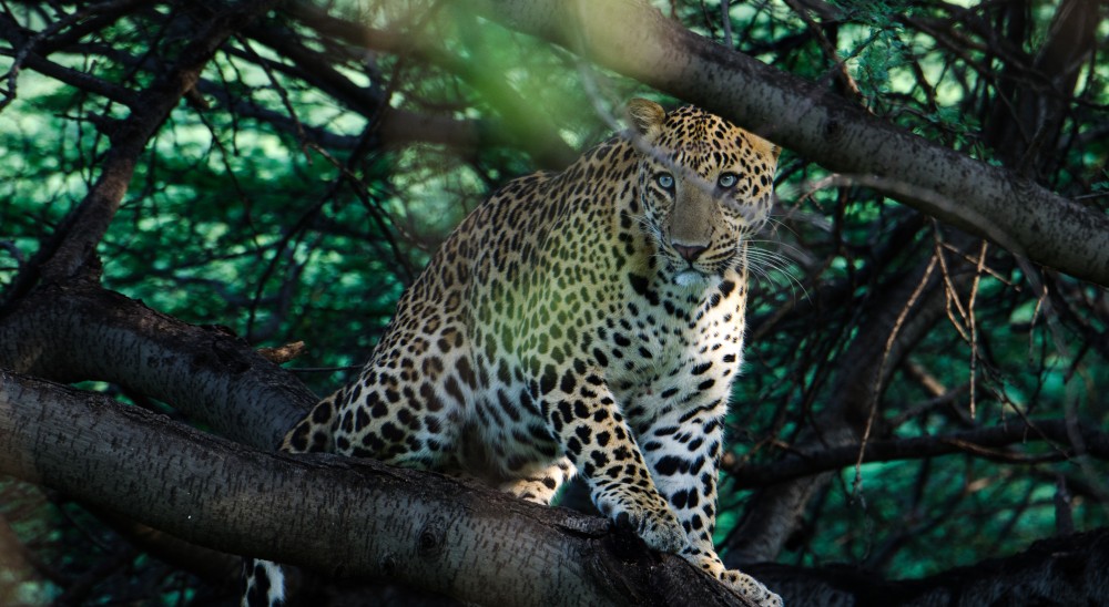 Jhalana Leopard Safari Booking with Jaipur Packages for 3 Days