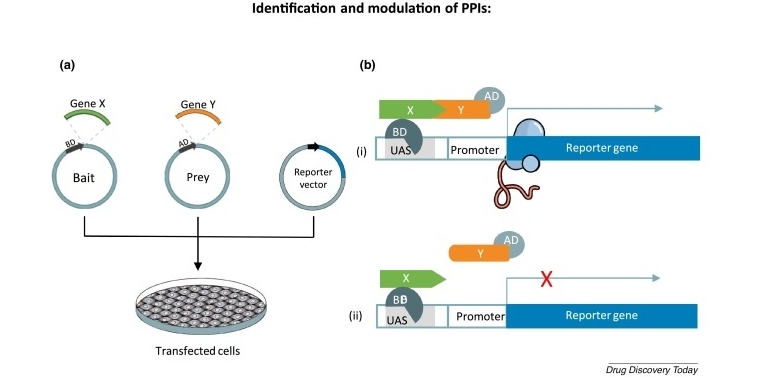 Protein Interaction Analysis