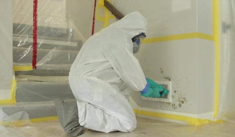 Ottawa’s Mold Removal Experts: What Sets Them Apart