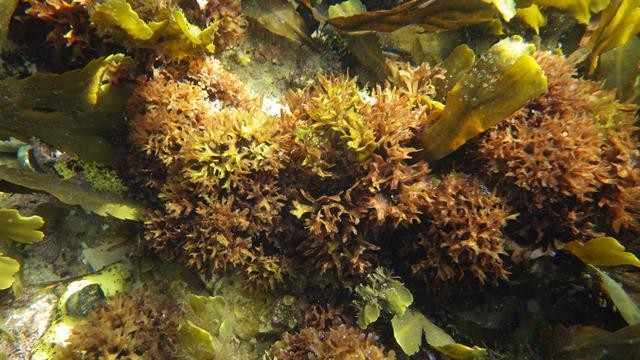 Sea moss Australia