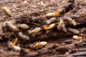 Termite Exterminator Cleveland: Protect Your Home with Kreshco Pest Control