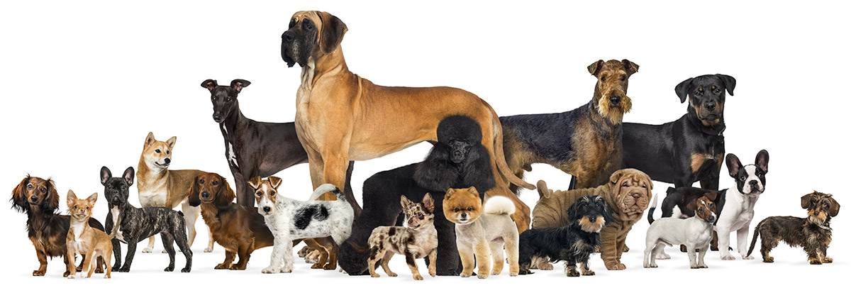 The Complete List of Dog Breeds