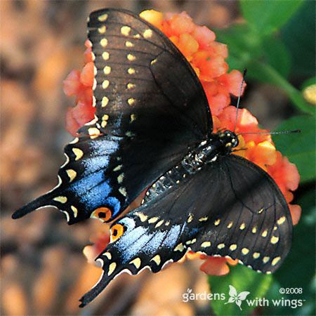 black butterfly meaning