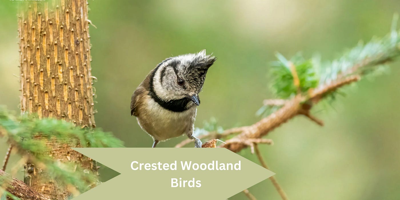 The Secret Life of Crested Woodland Bird Nyt