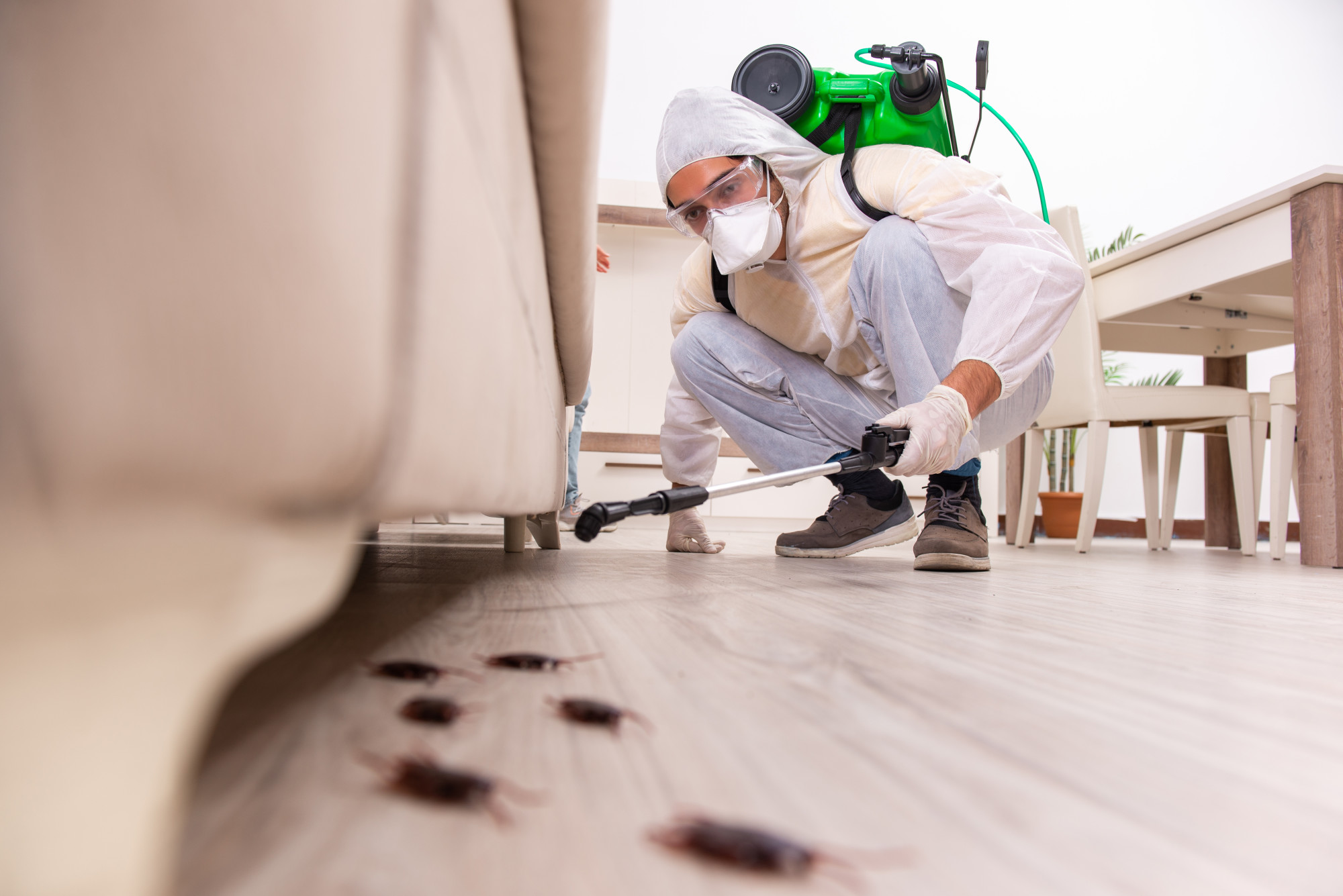 Pest Control Services in Lahore and Termite Treatment