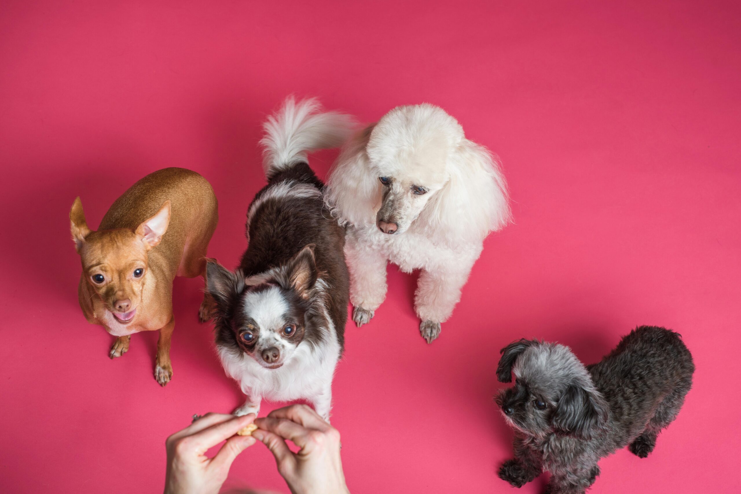 Expert Standard Poodle breeders in Texas offering healthy, well-groomed puppies with exceptional care at Scarlett Rose Ranch Poodles.