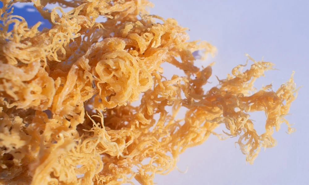 Everything You Need to Know About Sea Moss in Australia