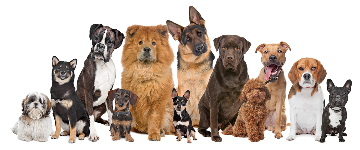 The Complete List of Dog Breeds