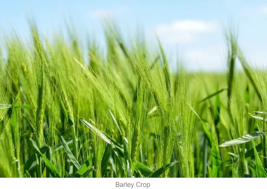 Guide to Barley Cultivation Step-by-Step Process