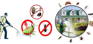 Pest Control Lahore