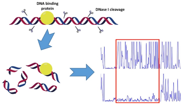 DNase-I-Footprinting-Understanding-Protein-DNA-Interactions-1