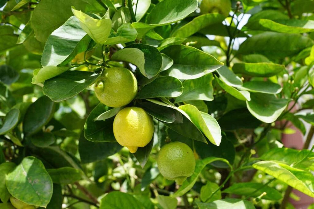 Top Lemon Varieties in India