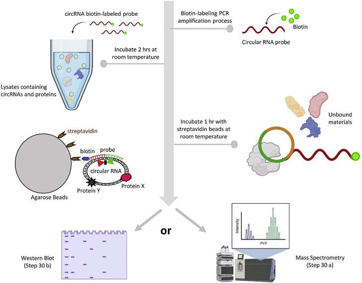 rna-pull-down-principles-probe-design-and-data-analysis-1