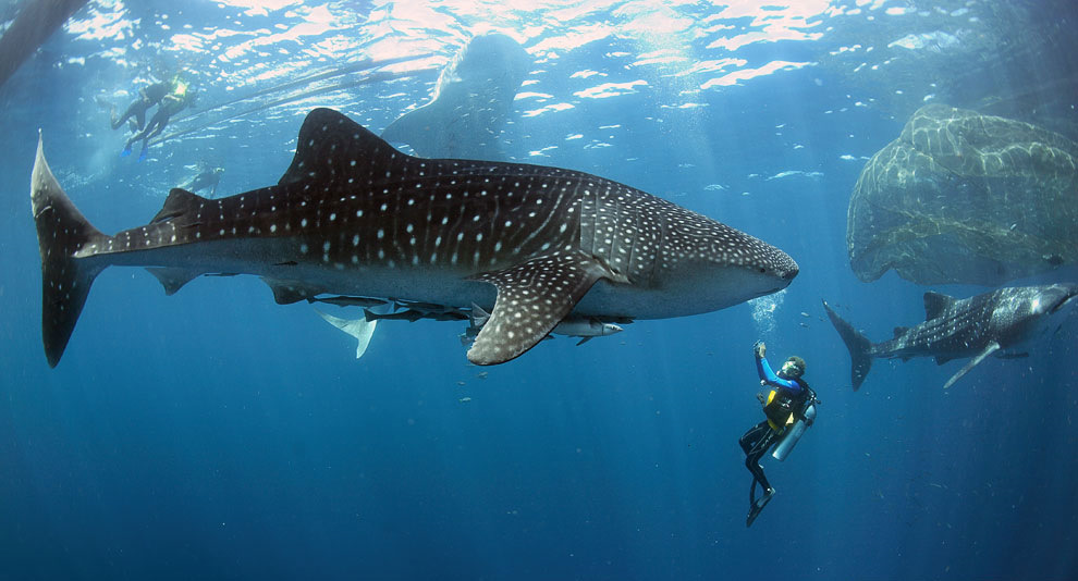 Whale Shark