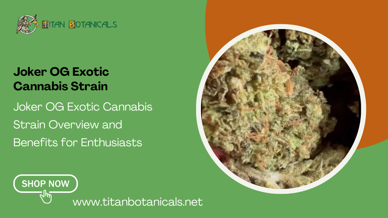 Joker OG Exotic Cannabis Strain