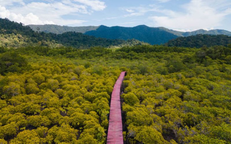 Discover the Serenity of Khor Kalba Mangroves in Sharjah