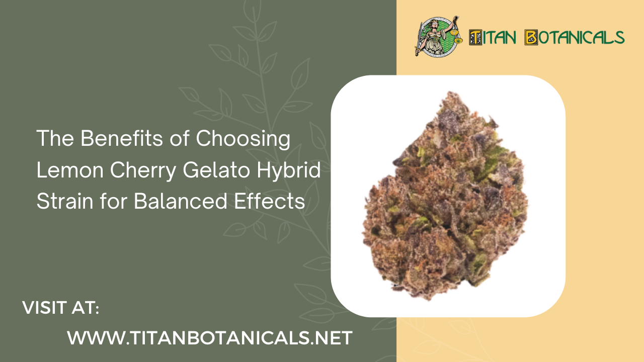 The Benefits of Choosing Lemon Cherry Gelato Hybrid Strain for Balanced Effects