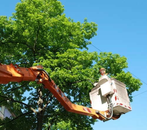 Affordable Tree Trimming