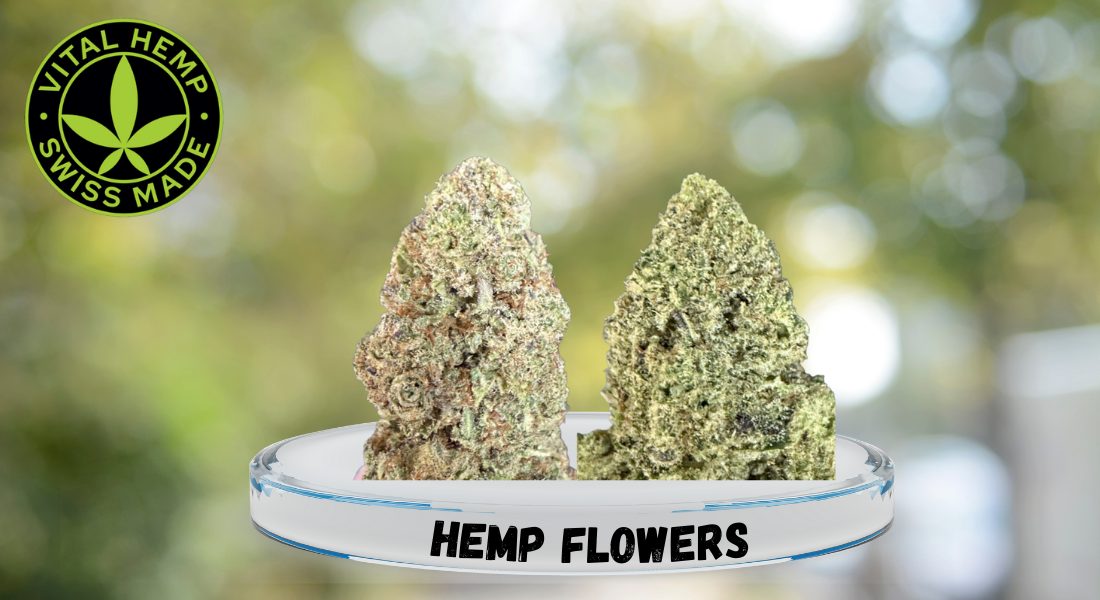 hemp flowers by Vital Hemp