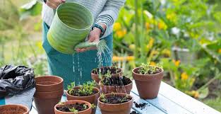 buy Indoor plants in karachi 