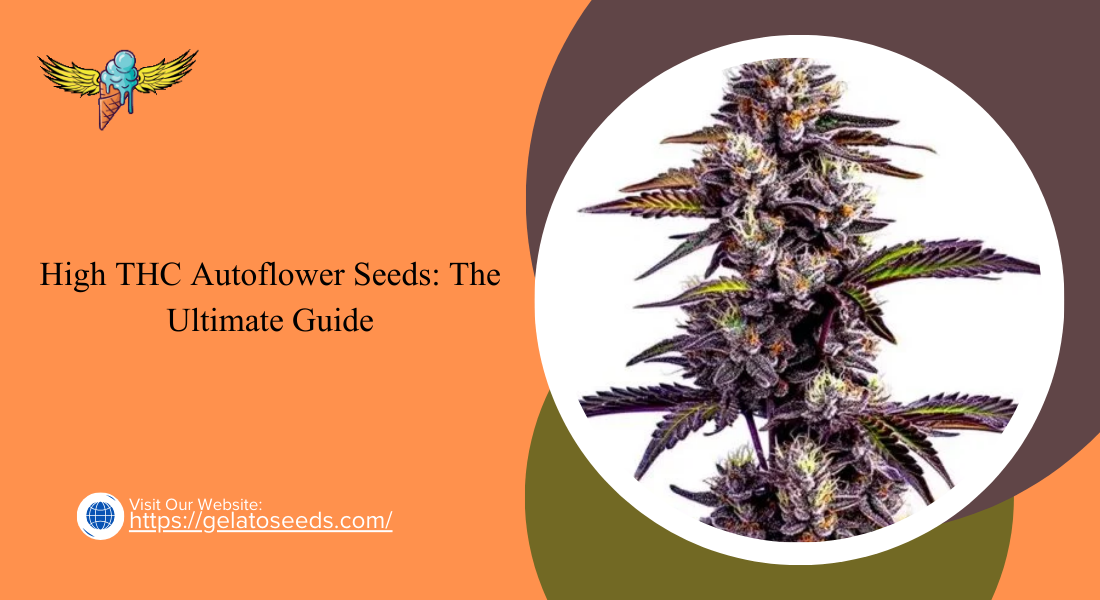 High THC Autoflower Seeds